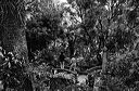 pauoa-11