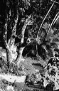 pauoa-22