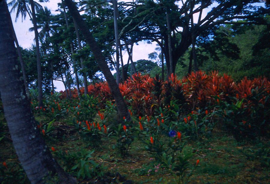 puna-12.jpg