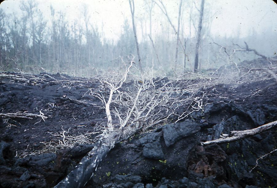 puna-21.jpg