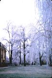 winter1965-3