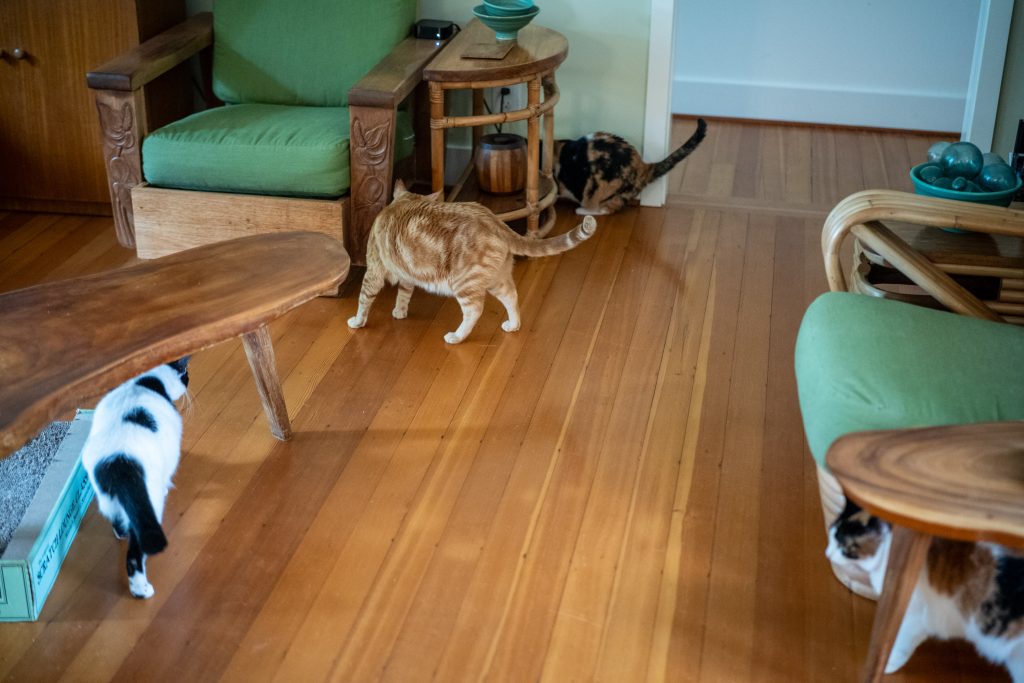 Feline Friday: March 28, 2025